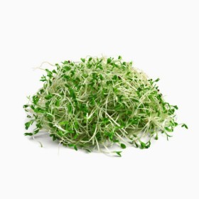 Alfalfa Sprout 100g PKT - Holland 