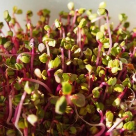  Beetroot Sprout PKT - Holland 