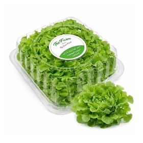  Local -  Oakleaf Green Lettuce 100 gm PKT 