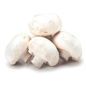  Mushroom Giant PKT - Holland 