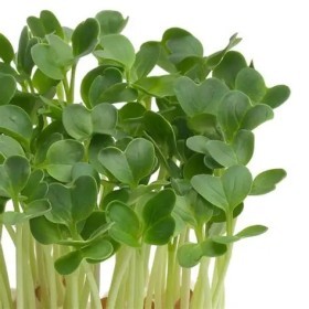  باكيت الجرجير الهولندي 