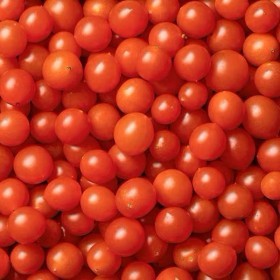  Red Tom Berries PKT - Holland 