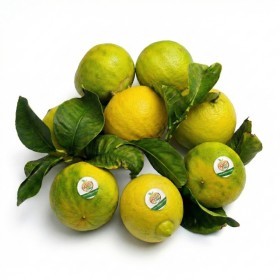  Tunisia -  Bergamot Orange Kg 