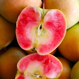  تفاح كيسابل بالكيلو - امريكي 