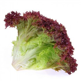 Lollo Rosso Lettuce Kg - Holland 