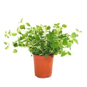  Holland - Oregano POT 
