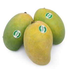  Egypt - Mango Ewissy KG 