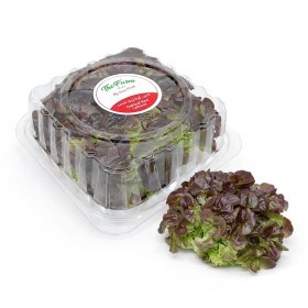  Local - Red Oakleaf 100 g PKT 