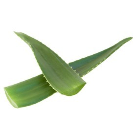  Aloe Vera Leaves KG - Spanish 