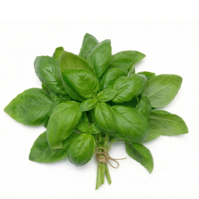  Kenya - Basil 100g PKT 
