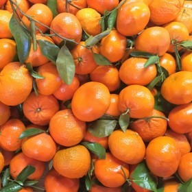  كلمنتينا (افندي) بالكيلو - مغربي 