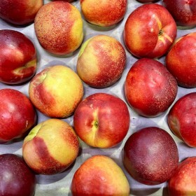  Nectarine KG - South Africa 