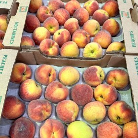  Peach KG - South Africa 