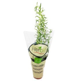  POT rosemary herbs 